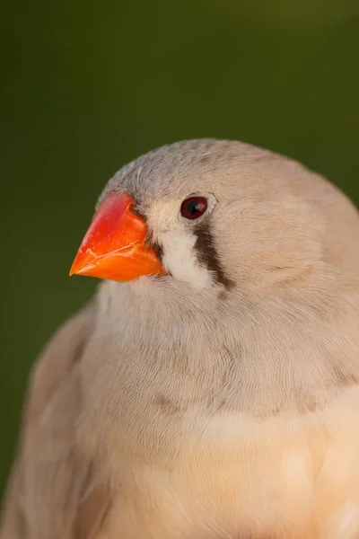 Schön gefärbter Vogel — Stockfoto