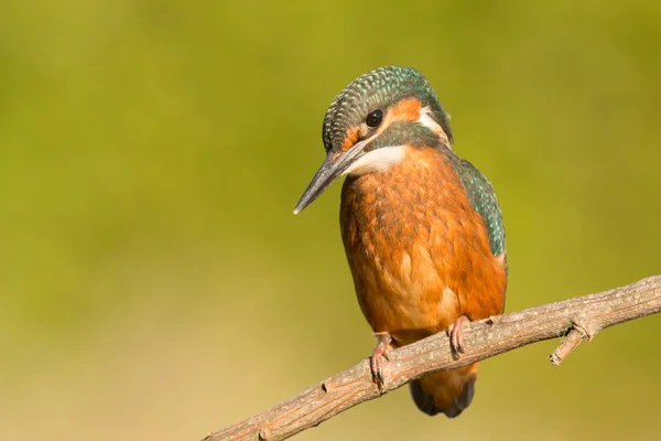 Kingfisher empoleirado no ramo — Fotografia de Stock