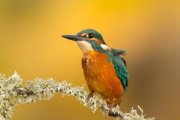 Kingfisher uppflugen på gren — Stockfoto