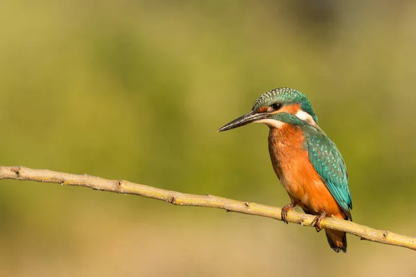 Eisvogel hockt auf Ast — Stockfoto