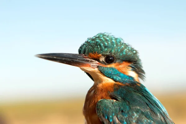 Kingfisher uppflugen på gren — Stockfoto