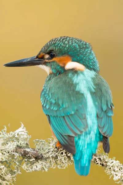 Kingfisher encaramado en la rama — Foto de Stock