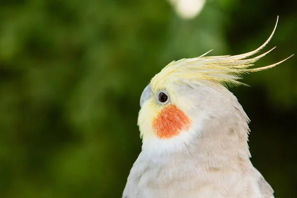 Güzel papağan perisi — Stok fotoğraf