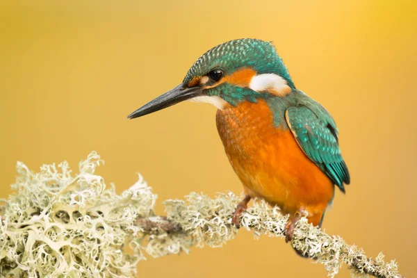 Kingfisher uppflugen på gren — Stockfoto