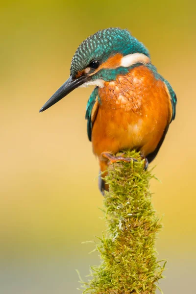 Kingfisher uppflugen på gren — Stockfoto