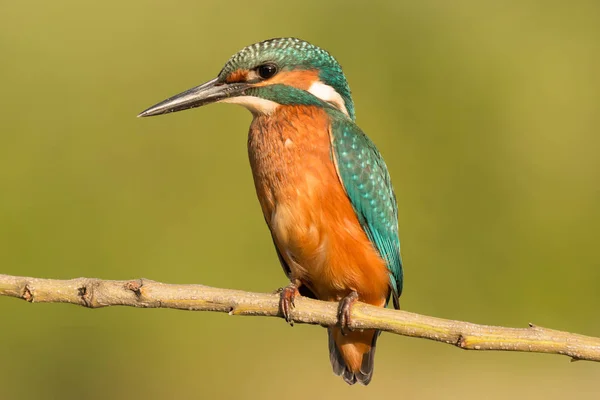 Kingfisher empoleirado no ramo — Fotografia de Stock