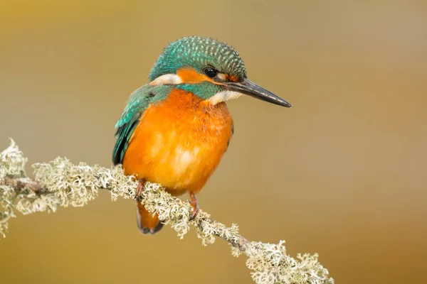 Kingfisher uppflugen på gren — Stockfoto