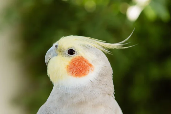 Piękne papuga nimfa — Zdjęcie stockowe