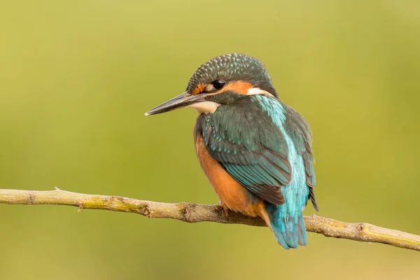 Kingfisher empoleirado no ramo — Fotografia de Stock