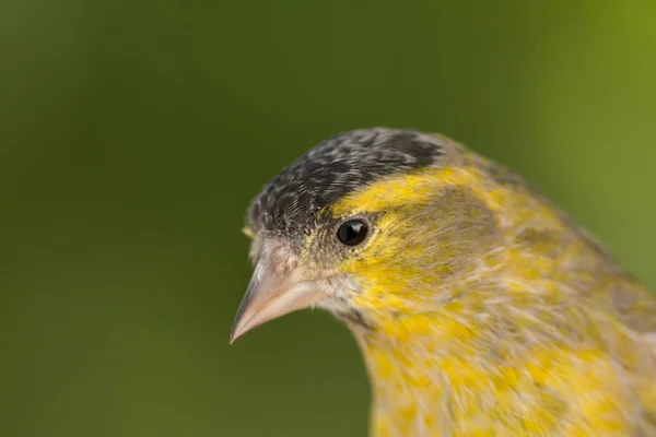 Красива жовта і сіра канарка — стокове фото