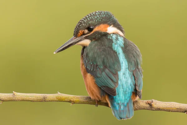 Kingfisher uppflugen på gren — Stockfoto