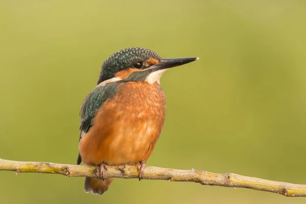 Kingfisher encaramado en la rama — Foto de Stock