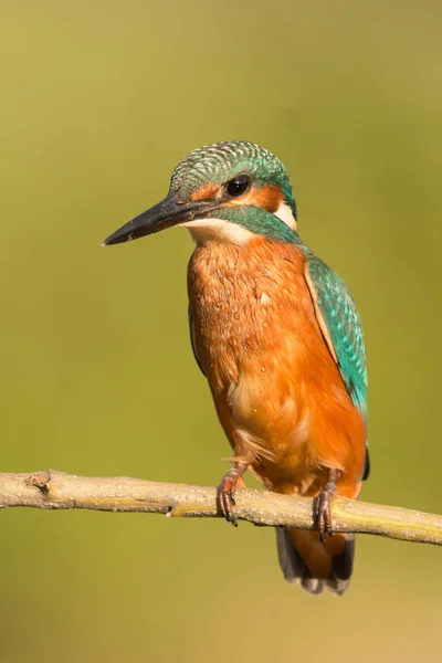 Kingfisher uppflugen på gren — Stockfoto