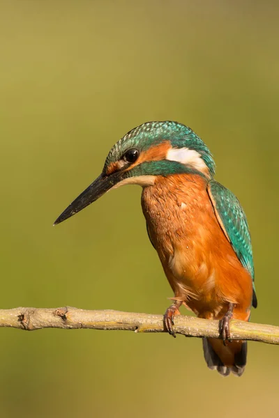 Kingfisher uppflugen på gren — Stockfoto