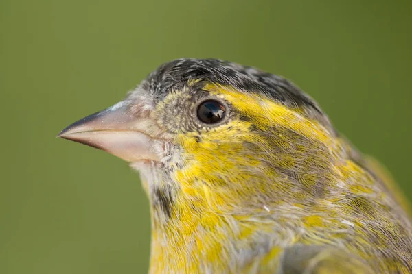 Hermoso canario amarillo y gris — Foto de Stock