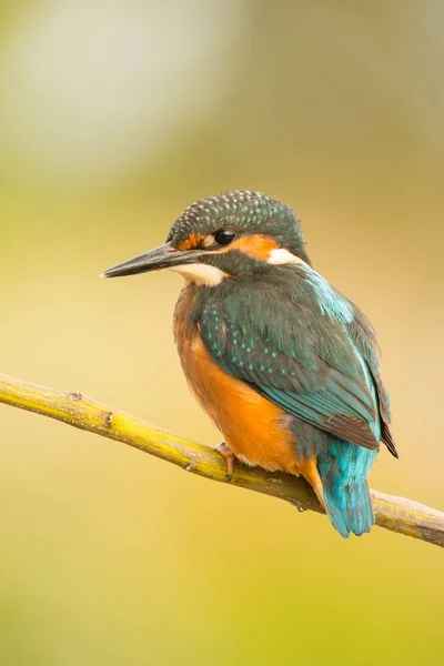 Kingfisher uppflugen på gren — Stockfoto