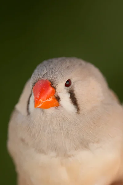 Mooie gekleurde vogel — Stockfoto