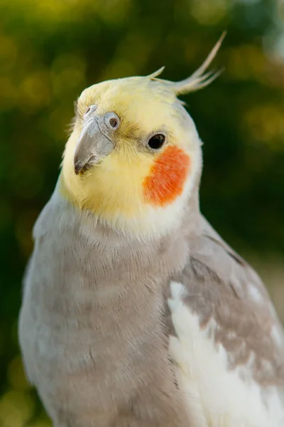 Schöne Papageiennymphe — Stockfoto