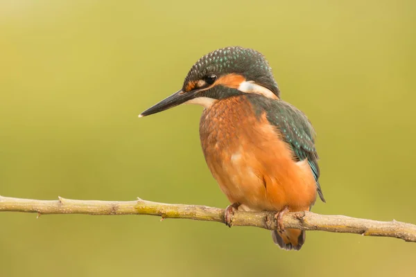 Kingfisher encaramado en la rama — Foto de Stock