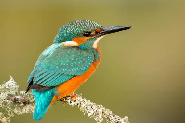 Kingfisher uppflugen på gren — Stockfoto