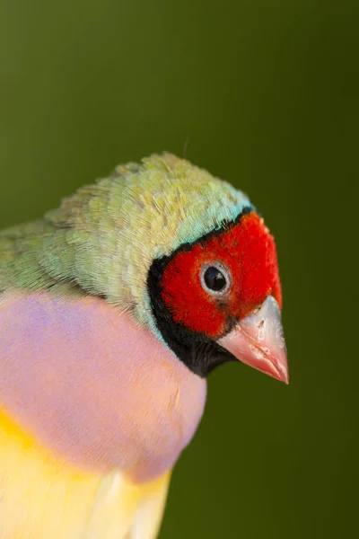 美しい色の鳥 — ストック写真