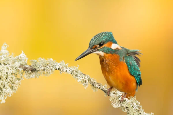 Kingfisher uppflugen på gren — Stockfoto