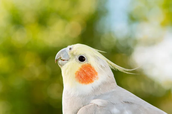 Piękne papuga nimfa — Zdjęcie stockowe