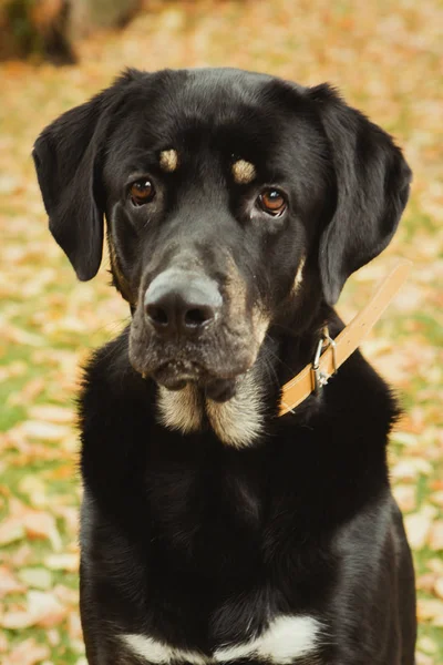 Cão preto bonito — Fotografia de Stock