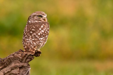 Şirin baykuş eski ağaçta oturuyor