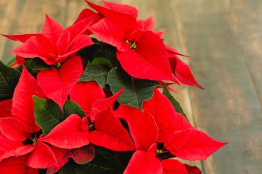 Güzel kırmızı noktalama.