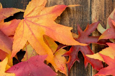 güzel sonbahar yaprakları