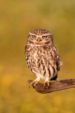 Şirin baykuş eski ağaçta oturuyor