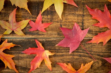 güzel sonbahar yaprakları