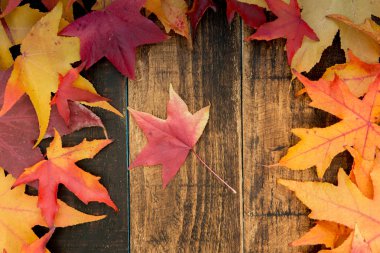 güzel sonbahar yaprakları