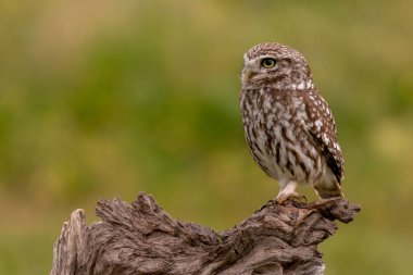 Şirin baykuş eski ağaçta oturuyor