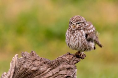 Şirin baykuş eski ağaçta oturuyor