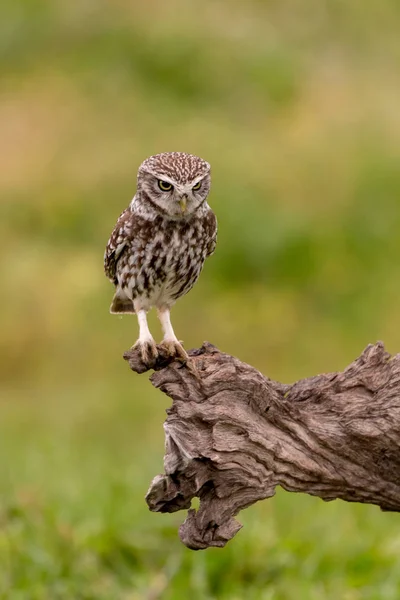 Niedliche Eule sitzt auf altem Baum — Stockfoto