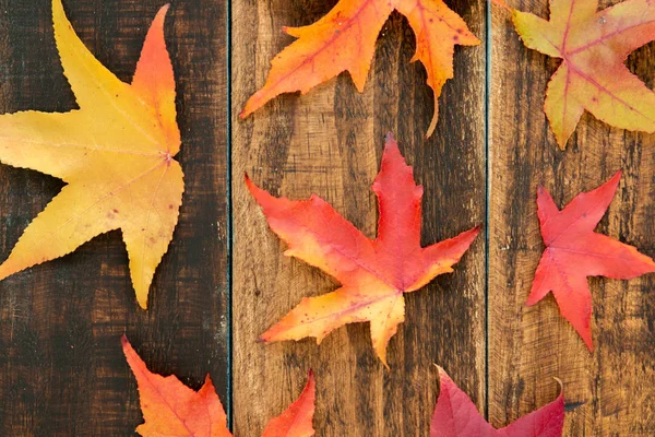 Gyönyörű őszi levelek — Stock Fotó