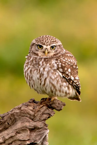 Chouette hibou assis sur un vieil arbre — Photo