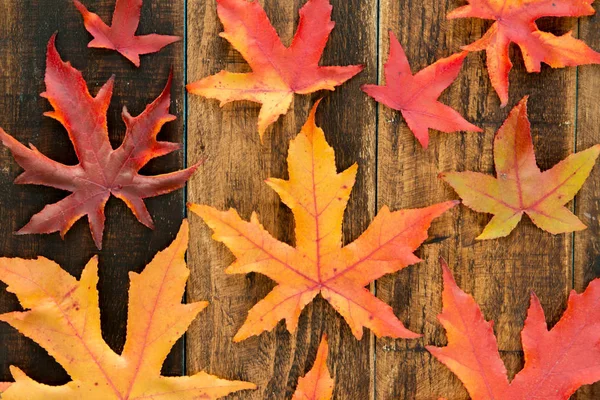 Schöne Herbstblätter — Stockfoto