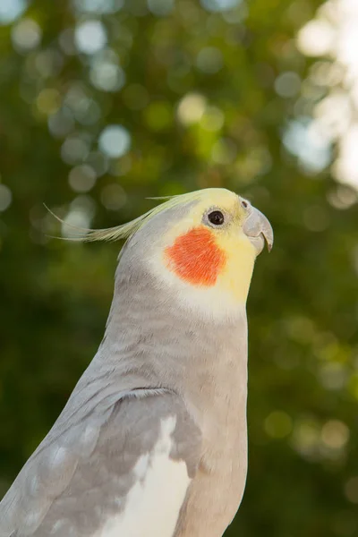 Schöne Papageiennymphe — Stockfoto