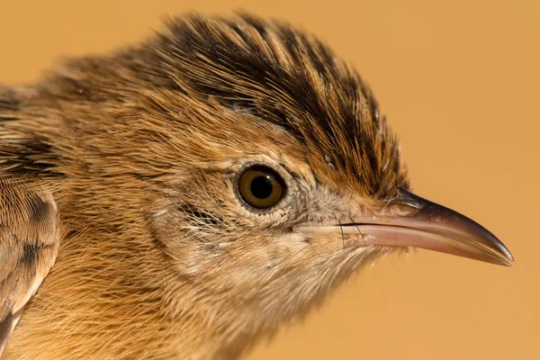 Προφίλ του λίγο άγριο πτηνό — Φωτογραφία Αρχείου