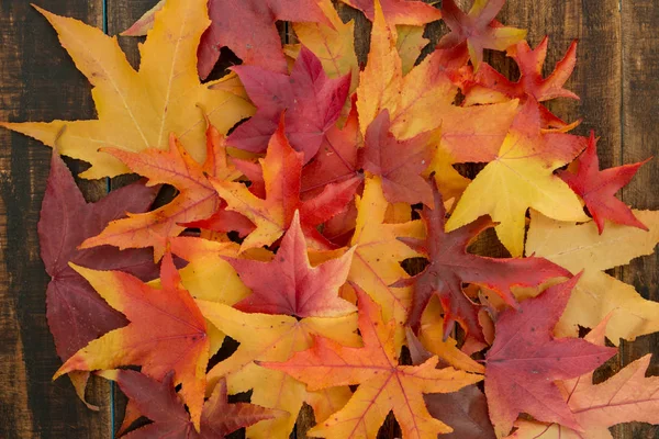 Schöne Herbstblätter — Stockfoto