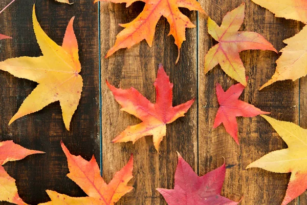 Schöne Herbstblätter — Stockfoto