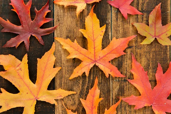 Gyönyörű őszi levelek — Stock Fotó