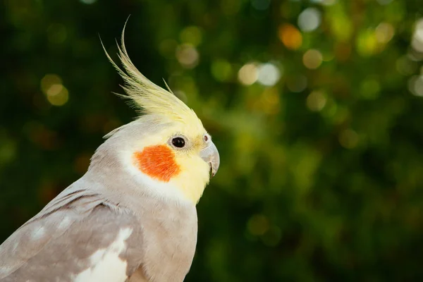 Güzel papağan perisi — Stok fotoğraf