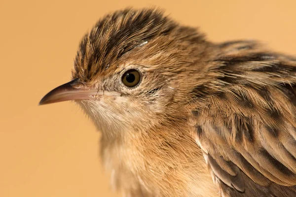 Профіль маленького дикого птаха — стокове фото