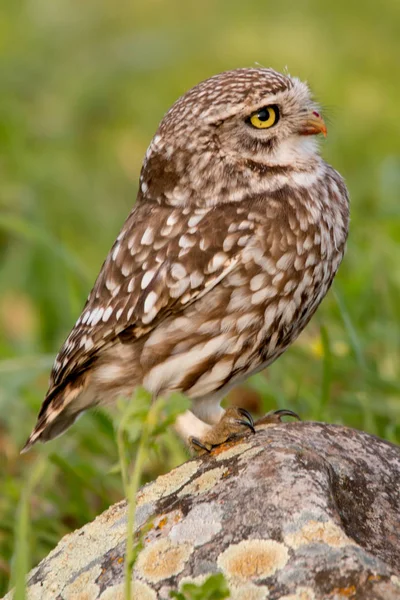 Cute owl sitting on stone — Stock Photo, Image