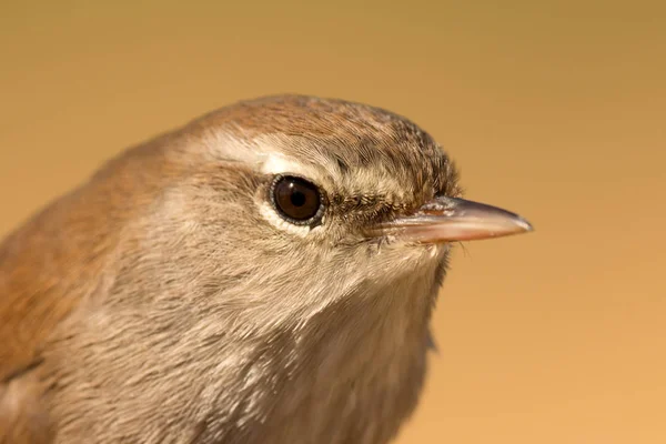 Profile of little wild bird — Stock Photo, Image