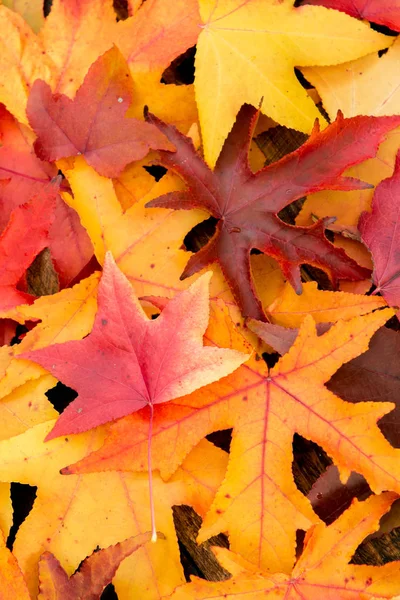 Schöne Herbstblätter — Stockfoto
